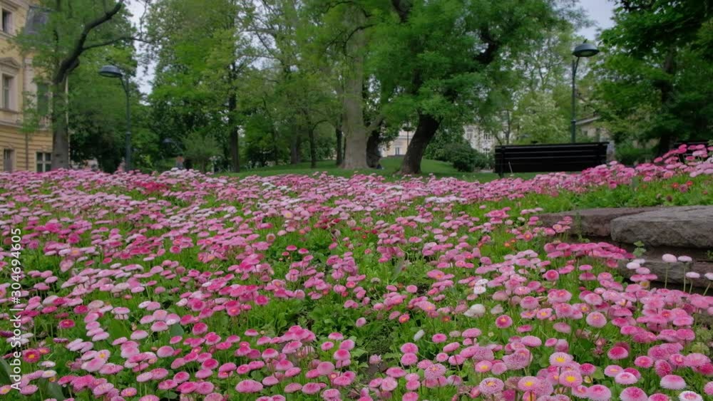 Flores en el parque.Sofía,Bulgaria,Europa. Flores en el parque.Sofía,Bulgaria,Europa.