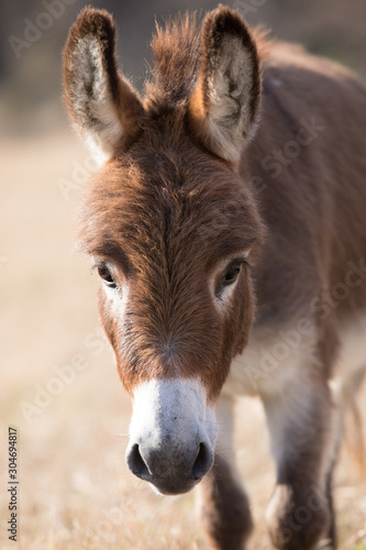 Donkey Portrait