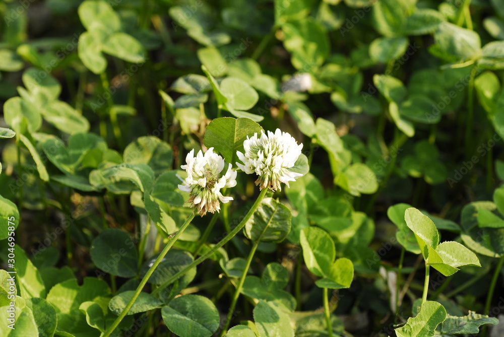 Fototapeta premium two withered Lucky clovers flowers