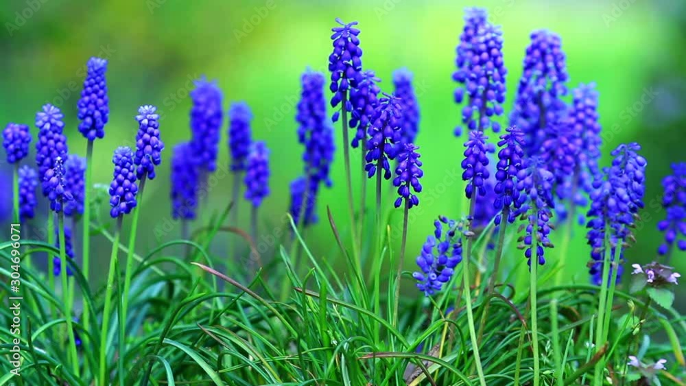 Beatiful blue flowers in the garden. Beatiful blue flowers in the garden.