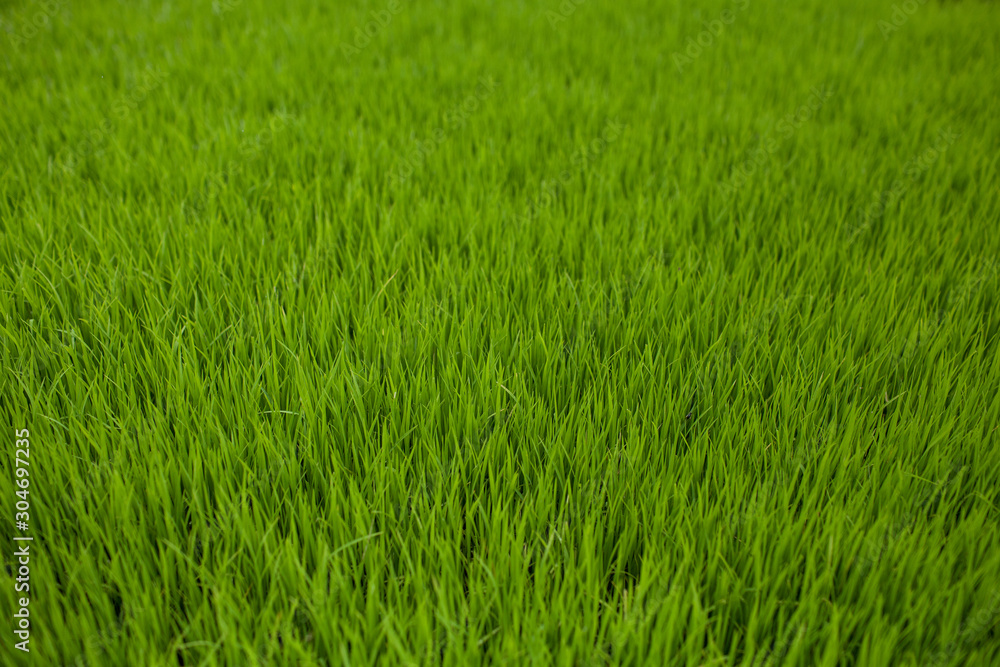Green rice sprouts on a rice terrace