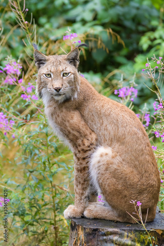 Closeup of a european lynx in front of flowers