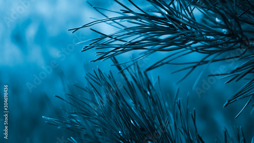 Winter background, sunlight...