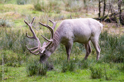 Leucistic european red deer stag in a forest