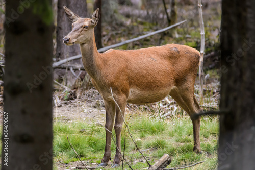 Closeup of a european red deer in a forest