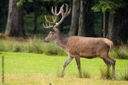 European red deer stag in front of a forest