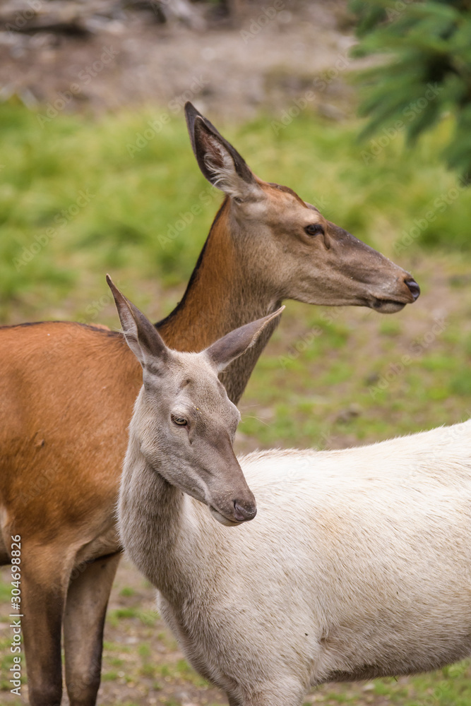 Closeup of a leucistic european red deer in front of a regular colored red deer Closeup of a leucistic european red deer in front of a regular colored red deer