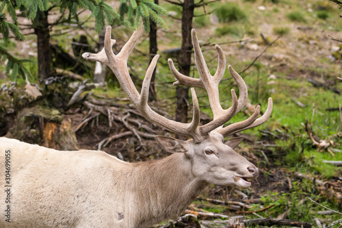 Fototapeta Naklejka Na Ścianę i Meble -  Leucistic european red deer stag in a forest