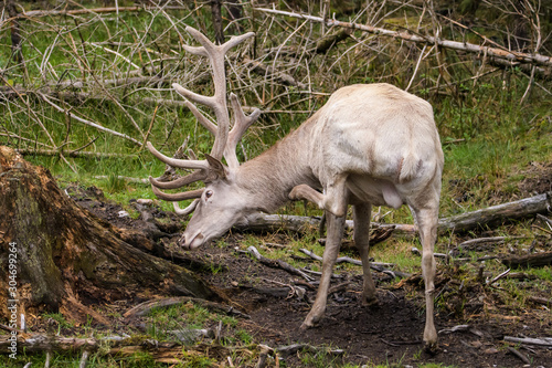 Leucistic european red deer stag in a forest © Thorsten Spoerlein