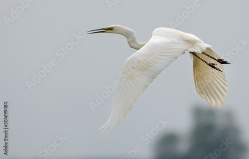 Mature Great White Egret shouts and cries in flight with curved neck and stretched legs