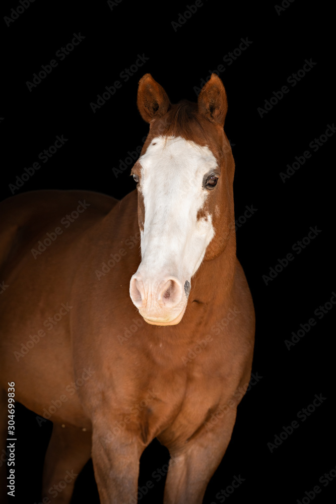 Obraz premium Paint Horse Portrait