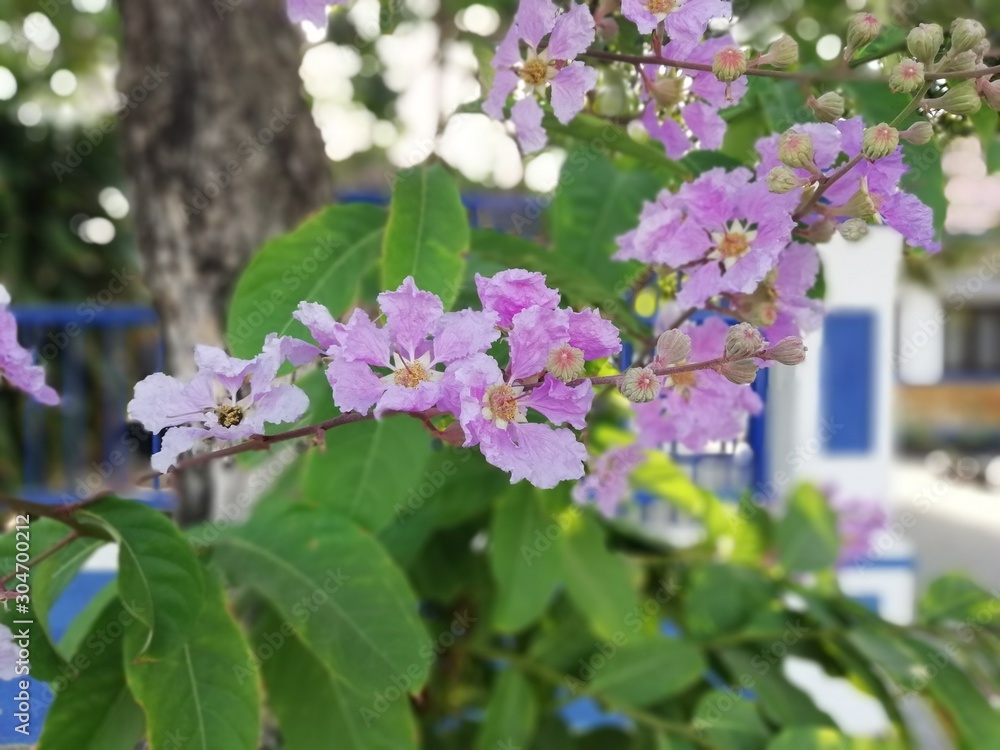 Fototapeta premium flowers in spring
