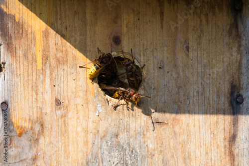 Hornets in a birdhouse