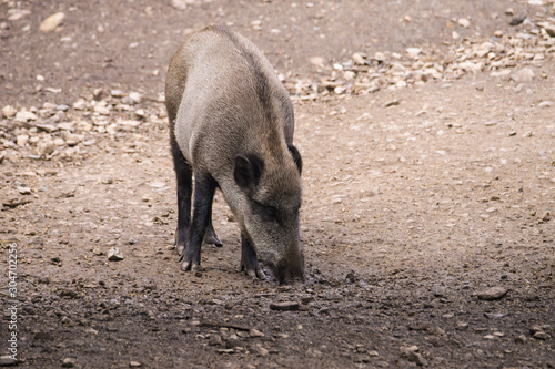 European wild boar looking for food on gravel