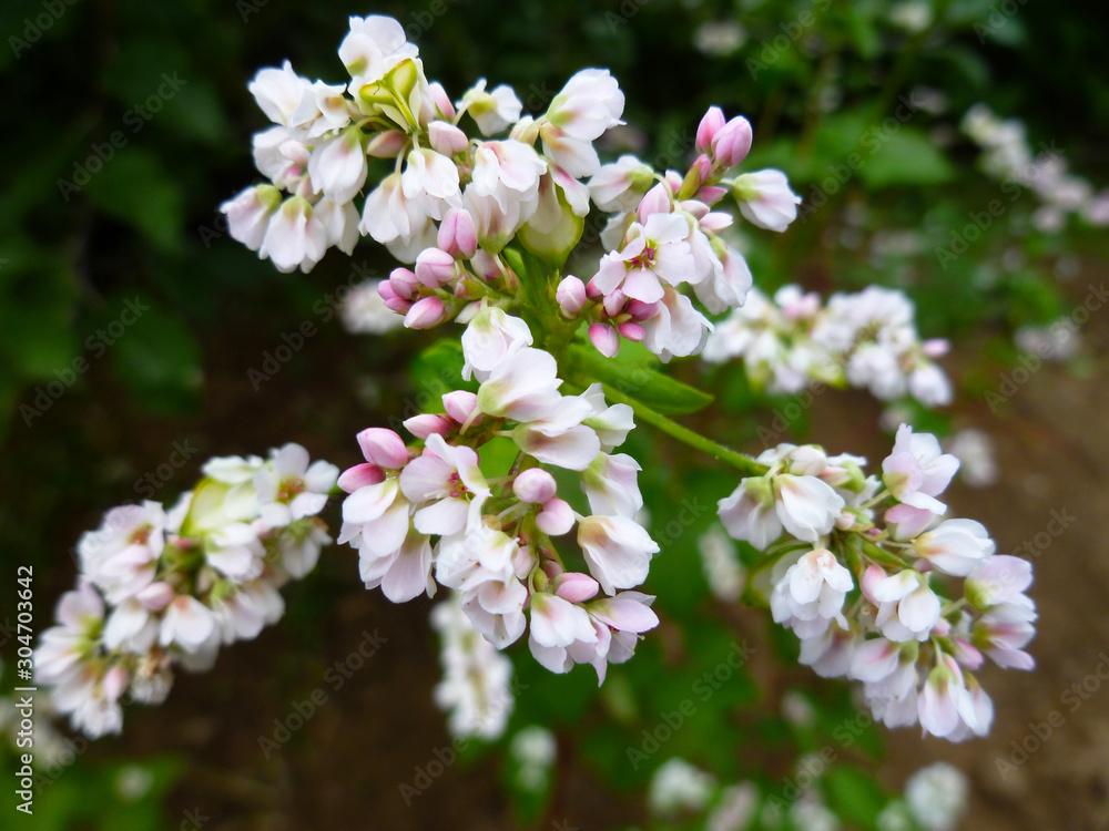 Buckwheat flower. Blossoming buckwheat steam on a green leaves background. Closeup, selective focus Buckwheat flower. Blossoming buckwheat steam on a green leaves background. Closeup, selective focus
