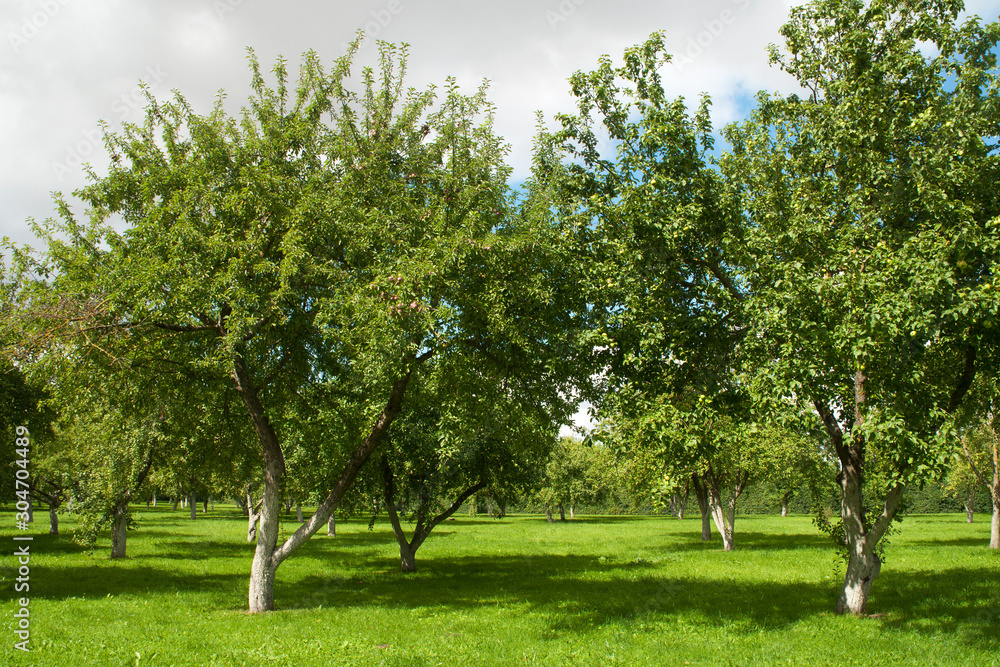Pilsrundale Latvia, autumn scene of apple trees in orchard Pilsrundale Latvia, autumn scene of apple trees in orchard