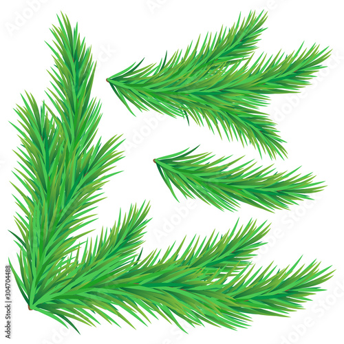 Set of green spruce branches on a white background.