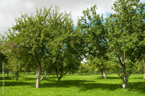 Pilsrundale Latvia, autumn scene of apple trees in orchard
