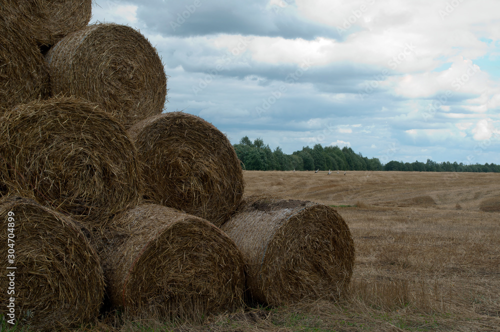 Pilsrundale Latvia, hay bales stacked in field on a stormy autumn day Pilsrundale Latvia, hay bales stacked in field on a stormy autumn day