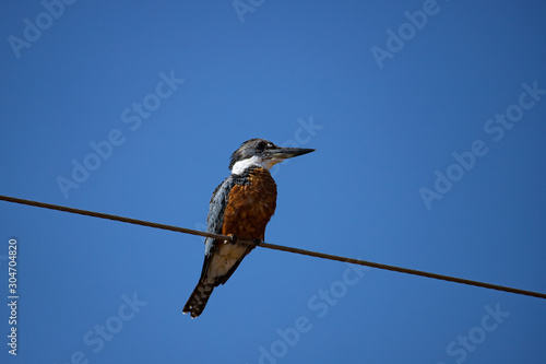 Ringed Kingfisher (Megaceryle torquata). Wet blue and orange bird sitting on a wire. Bird in the nature habitat in Transpantaneira road, Pantanal, Brazil. © Waldemar Seehagen