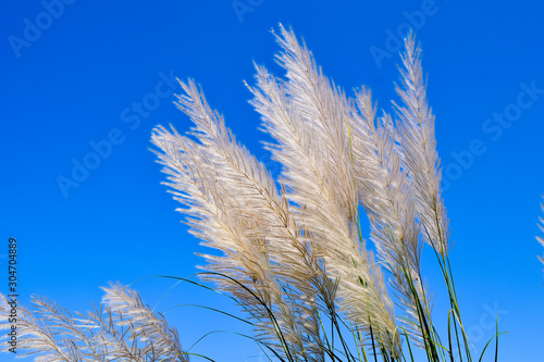 Feather white grass in wind against a blue sky