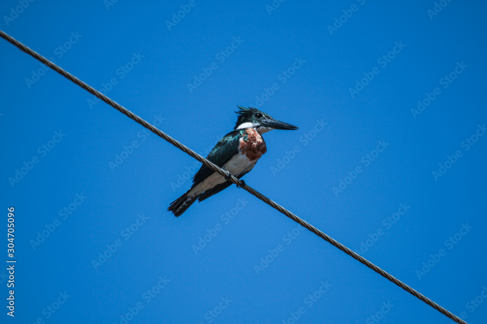 Ringed Kingfisher (Megaceryle torquata). Wet blue and orange bird sitting on a wire. Bird in the nature habitat in Transpantaneira road, Pantanal, Brazil. Ringed Kingfisher (Megaceryle torquata). Wet blue and orange bird sitting on a wire. Bird in the nature habitat in Transpantaneira road, Pantanal, Brazil.