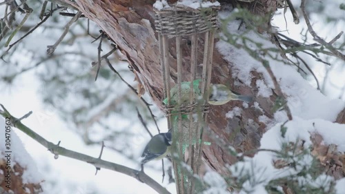 Eurasian Blue Tits Picking Seeds From Bird Feeder In Winter. Animals, Birds, Wildlife Concept. Location: Southern Sweden, Scandinavia. January Of 2019. 