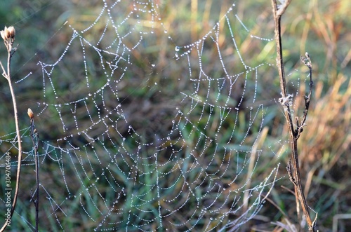 The cobwebs between the dry grass are covered with dew drops