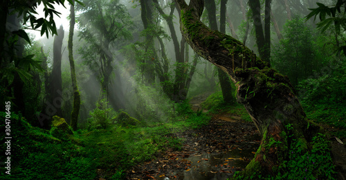 Fototapeta Naklejka Na Ścianę i Meble -  Southeast Asian rainforest with deep jungle