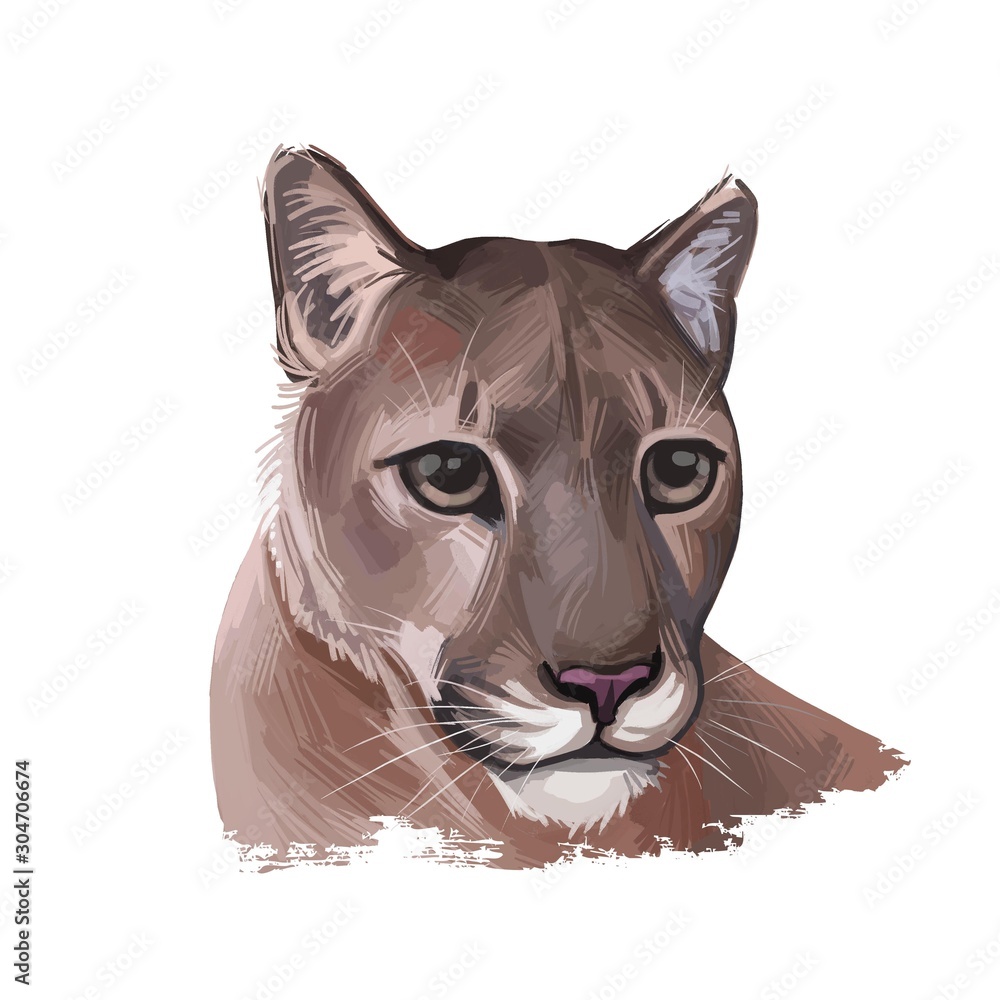 Cougar large felid native to Americas isoated wildlife cat. Digita art  illustration of mountain lion, puma, red tiger and catamount. Puma concolor  North American cougar hunting savanna season wildcat Stock Illustration