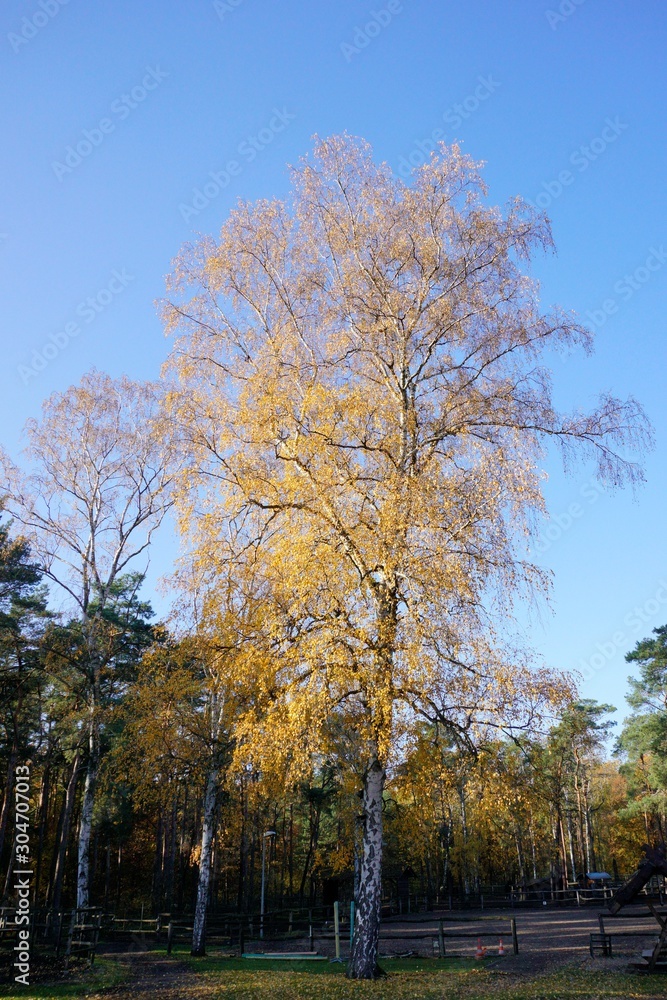 Birke im Herbst