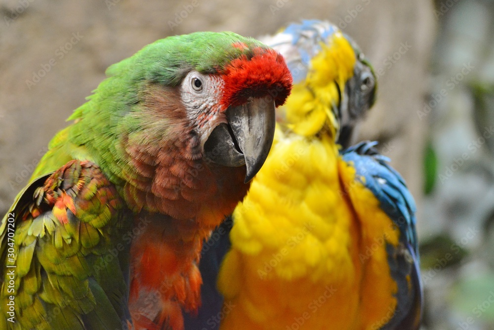 two parrots with beautiful colors two parrots with beautiful colors