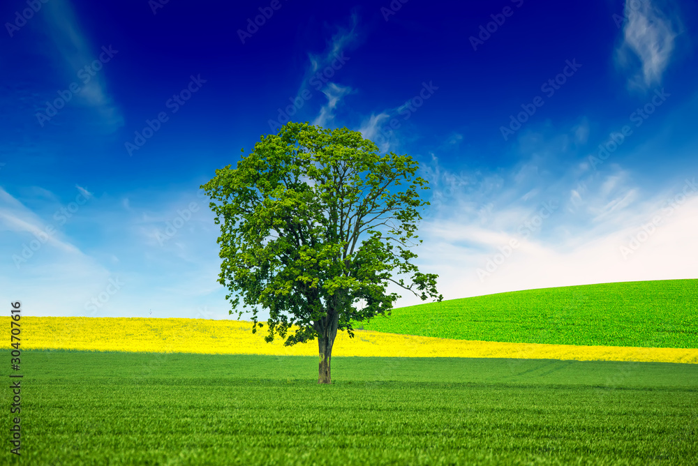 Obraz premium A Single Tree