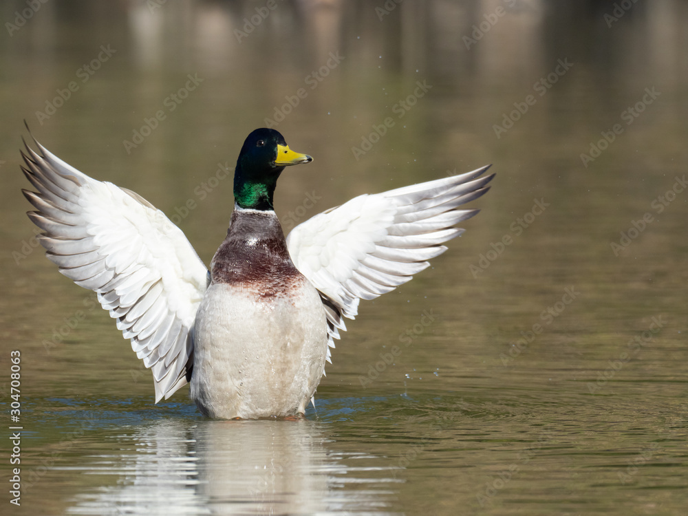 Fototapeta premium 羽を広げるマガモ
