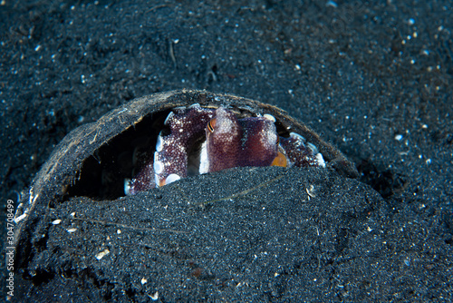 Coconut Octopus Amphioctopus marginatus photo