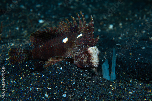 Foto Long-Spined Waspfish  Paracentropogon longispinis