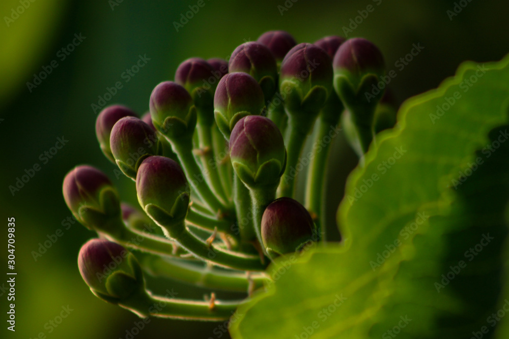Selective focus on Buds of Pequi flower or 'souari nut' (Caryocar brasiliense). Typical fruit of brazilian savannah in December. Blurred background. Selective focus on Buds of Pequi flower or 'souari nut' (Caryocar brasiliense). Typical fruit of brazilian savannah in December. Blurred background.
