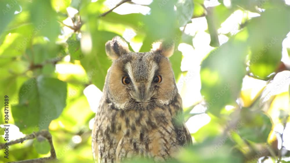 Long-eared owl (Asio otus) sitting high up in an apple tree with green colored leafs during a fall day. Close up. Long-eared owl (Asio otus) sitting high up in an apple tree with green colored leafs during a fall day. Close up.