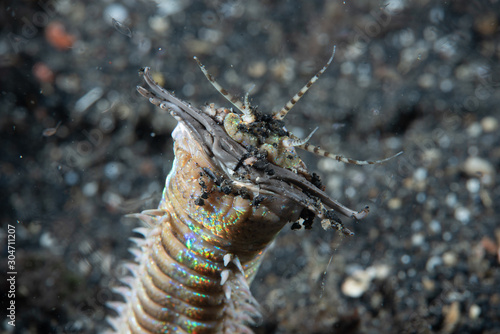 Bobbit Worm Eunice aphroditois photo