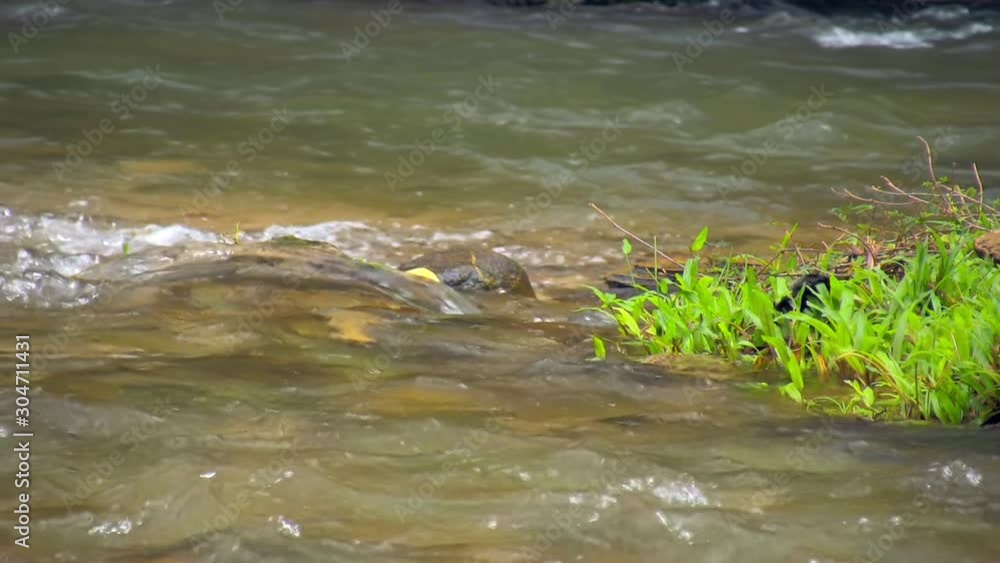 Grass Growing In River, Philippines Grass Growing In River, Philippines