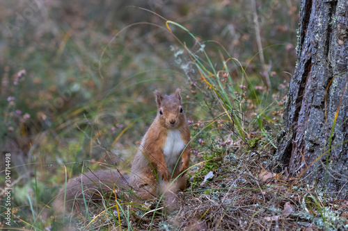 Red squirrel, Sciurus vulgaris,  environment portrait on forest floor looking towards camera. Scotland. © Paul