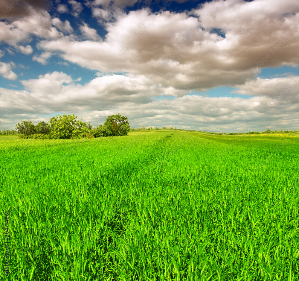 Obraz premium green wheat field against a blue sky