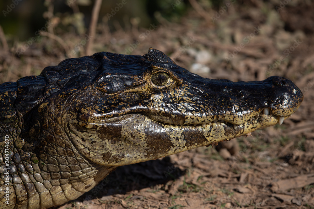 A large crocodilian reptile, the broad-snouted caiman (Caiman latirostris) on the border of pond in Pantanal, Brazil. A large crocodilian reptile, the broad-snouted caiman (Caiman latirostris) on the border of pond in Pantanal, Brazil.