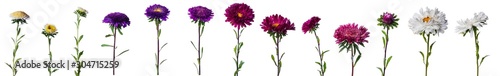 Big set of chinese aster isolated on white background