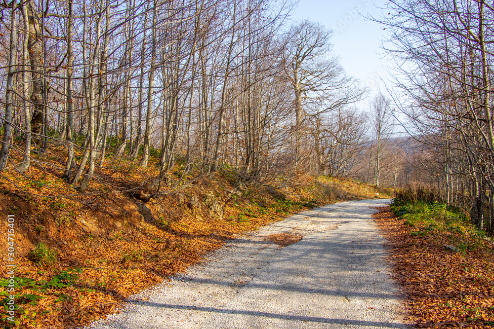 Fall autumn season landscape with forest and country road