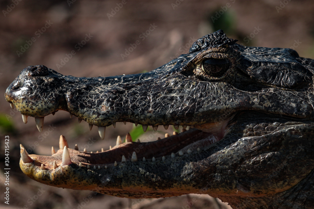 Fototapeta premium A large crocodilian reptile, the broad-snouted caiman (Caiman latirostris) on the border of pond in Pantanal, Brazil. 