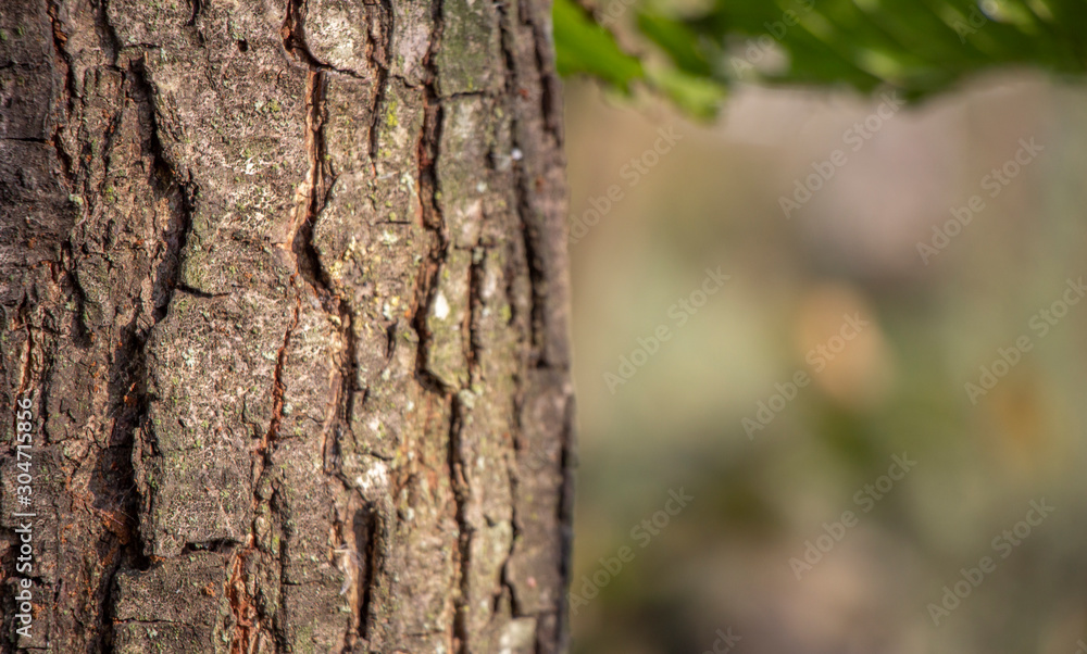 Tree bark texture. The body of the tree Tree bark texture. The body of the tree