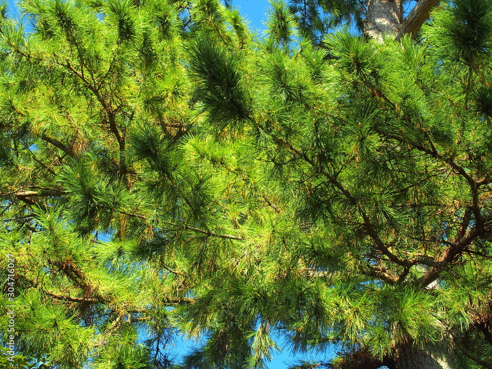 Obraz premium クロマツの松葉