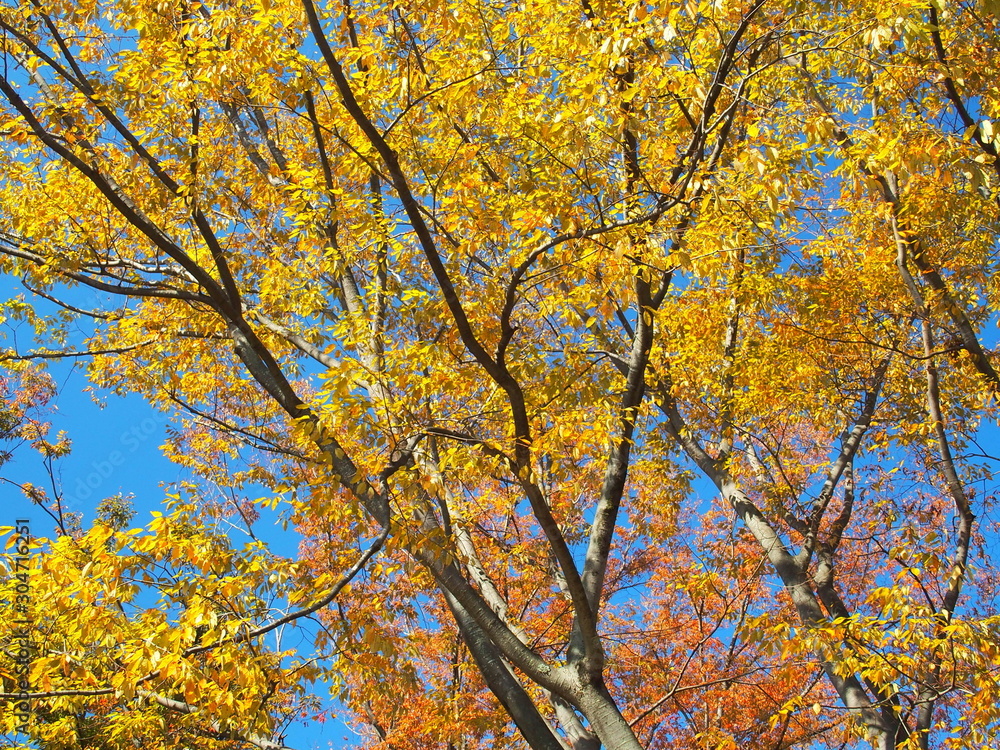 秋の黄葉の欅