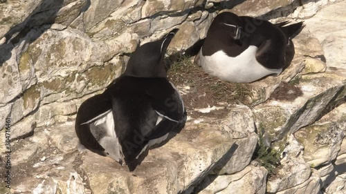 Adult Razorbill bird returning to nest with sand eels to feed endearing chick. Both adults supervise feeding.